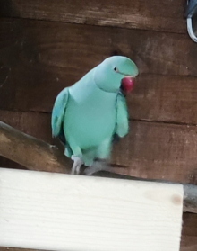 Aqua emerald ringneck