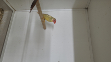 Pied star finch cock
