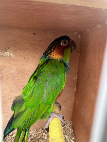 Proven blue throated conures