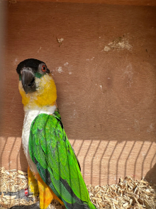 Proven black headed caiques