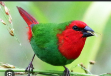 Wanted Parrot finch