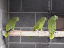 Yellow crowned Amazon's 