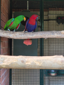 Red sided eclectus pair