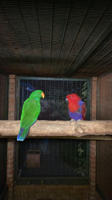 Red Sided eclectus pair