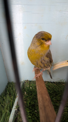Gloster canary pair 