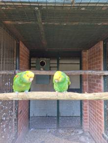 Pair Double yellow headed magna amazons