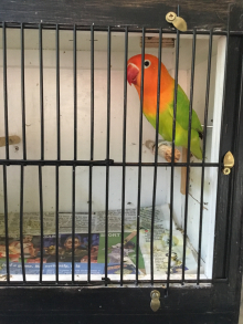 WANTED, 4 x green opaline split fallow c