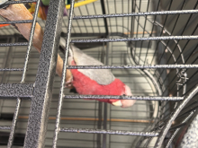 galah Cockatoo