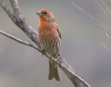 Mexican House Finch Pair