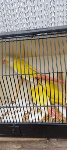 Wanted Lutino split conure 