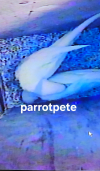 1000044536
