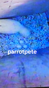 1000044537