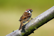 Tree sparrow 