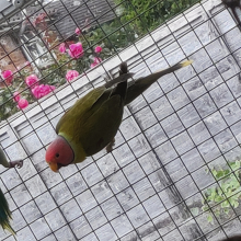 Graygreen/?Pied Plumhead
