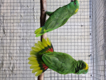 Stunning pair yellow naped amazon