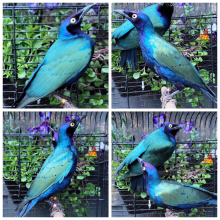 DNA sexed Pair Purple Glossy Starlings