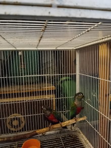 Dark factor crimson bellied conure