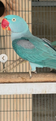 Blue alexandrine hen wanted