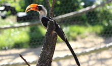 Von der Deckens hornbill 