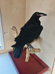 Common Raven 9 week old Hand Reared Chic