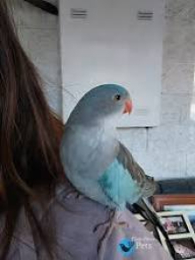 WANTED HEN BLUE P.O.W.