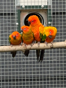 Sunconures red factor