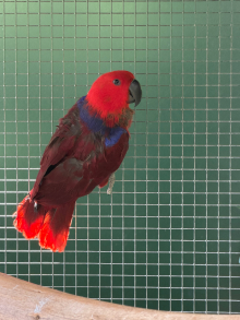Female Eclectus parrot