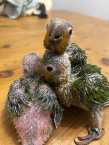 Hand reared Brown throated conures