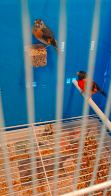 Hooded Red-Siskin pair