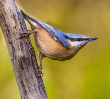 Hen Nuthatch or Pair