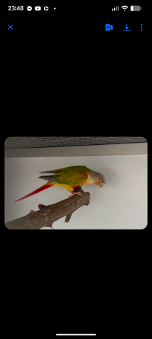 Pied conure hen