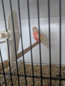 Rubino Bourkes HENS 2025 Bred