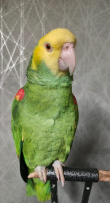 Double yellow headed amazon