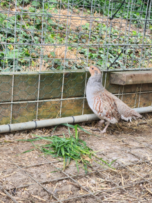 Fertile grey partridge eggs