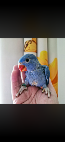 Hand Reared Baby Indian Ringneck Parrots