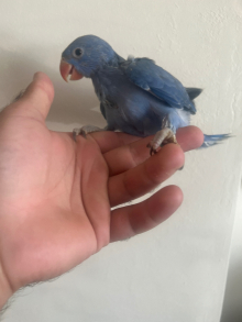 Hand Reared Baby Indian Ringneck Parrots