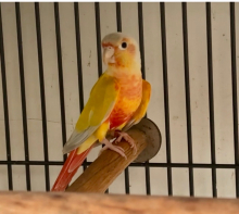 Proven male Suncheek