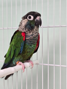 Two pairs Pearly Conures!!