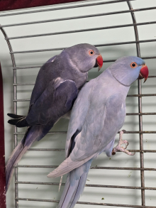 Dom pied & Violet cleartail Ringnecks!!!