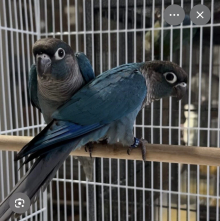 SOLD SUBJECT TO COLLECTIONconures