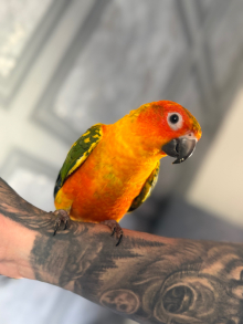 Hand-Reared Sun Conure