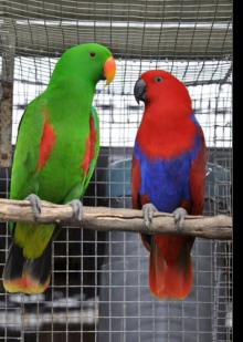 Proven pair Eclectus