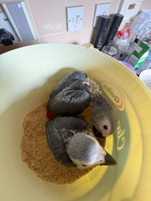 HAND REARED GREYS