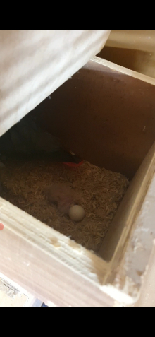 Proven grey pair