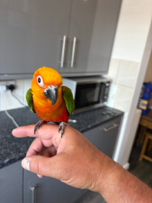 Jenday conure Hand tame