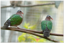 Doves