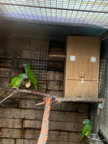 BLUE CROWNED CONURES