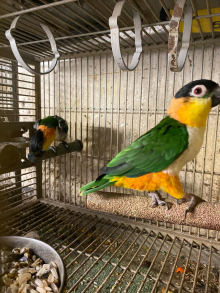 BLACK HEADED CAIQUE PAIRs