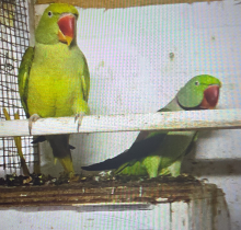 Alexandrine Parakeet pair proven 