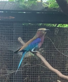Lilac Roller Proven Pair